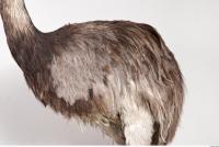 Emus body photo reference 0012